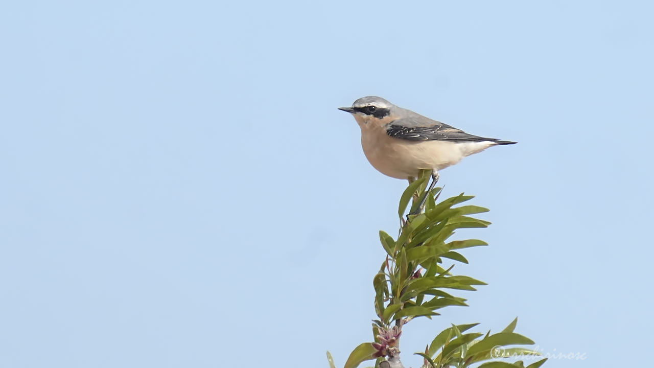 Northern wheatear