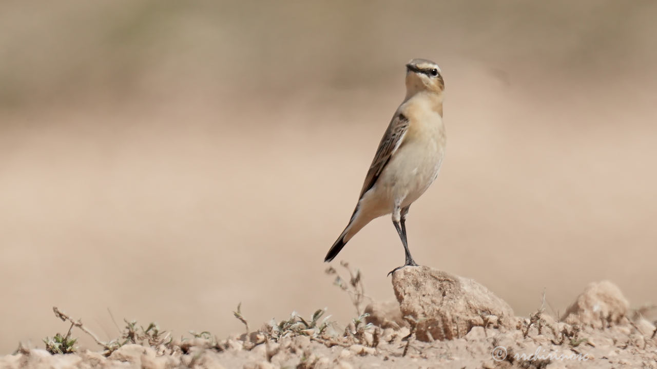 Northern wheatear