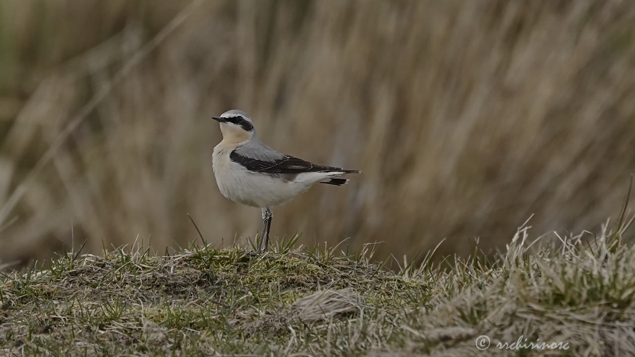 Northern wheatear