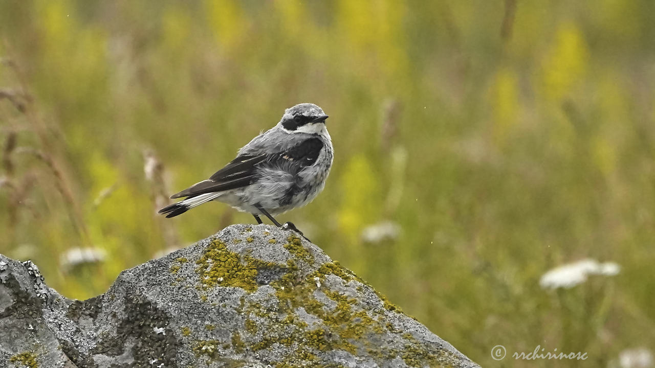 Northern wheatear