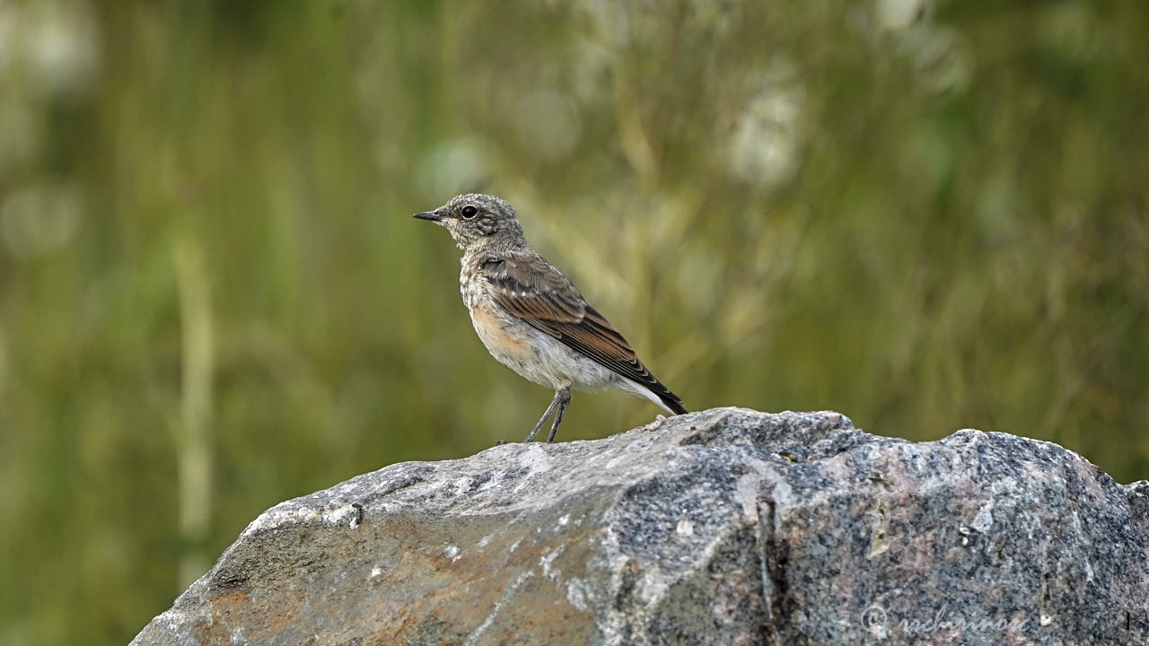 Northern wheatear