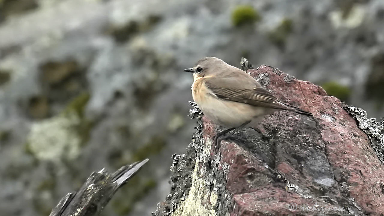 Northern wheatear