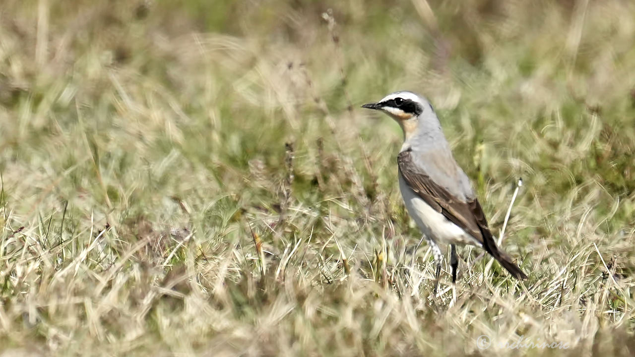 Northern wheatear