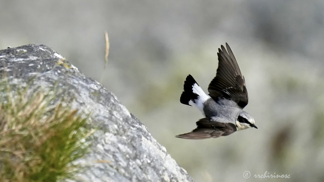 Northern wheatear