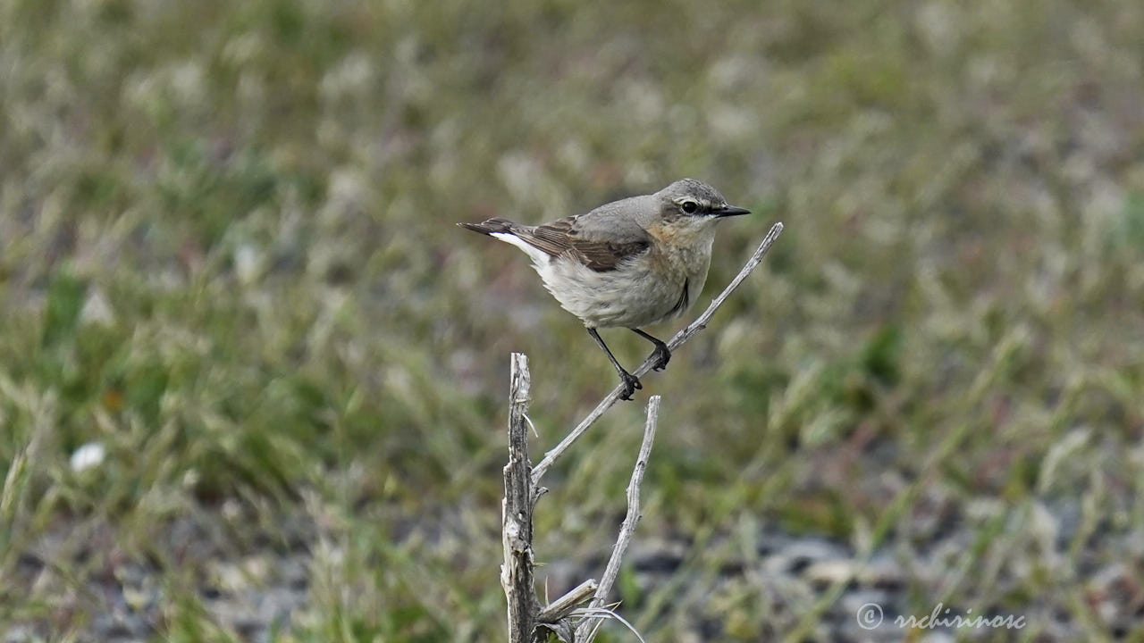 Northern wheatear