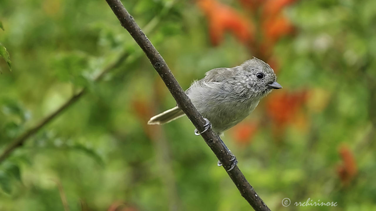 Oak titmouse