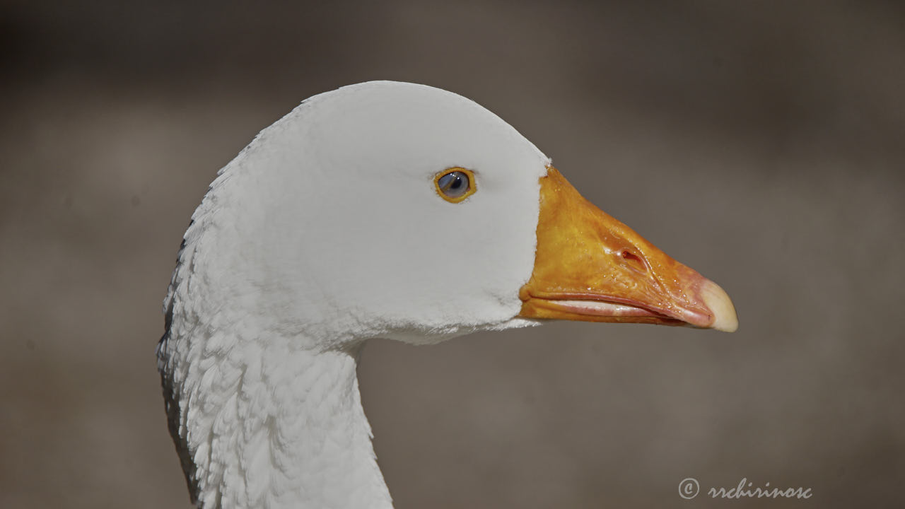 Domestic goose