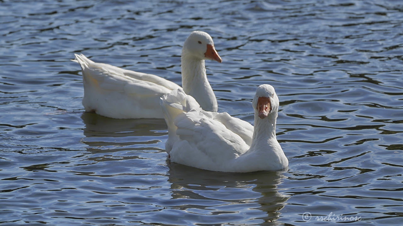 Domestic goose