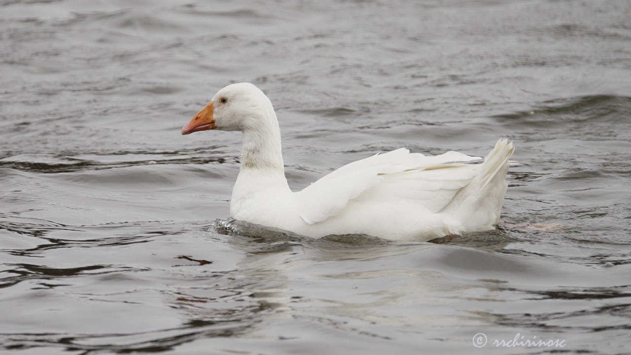 Domestic goose