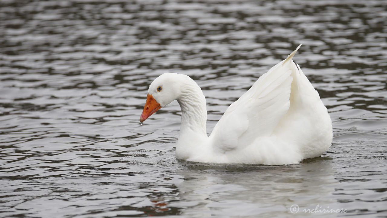 Domestic goose