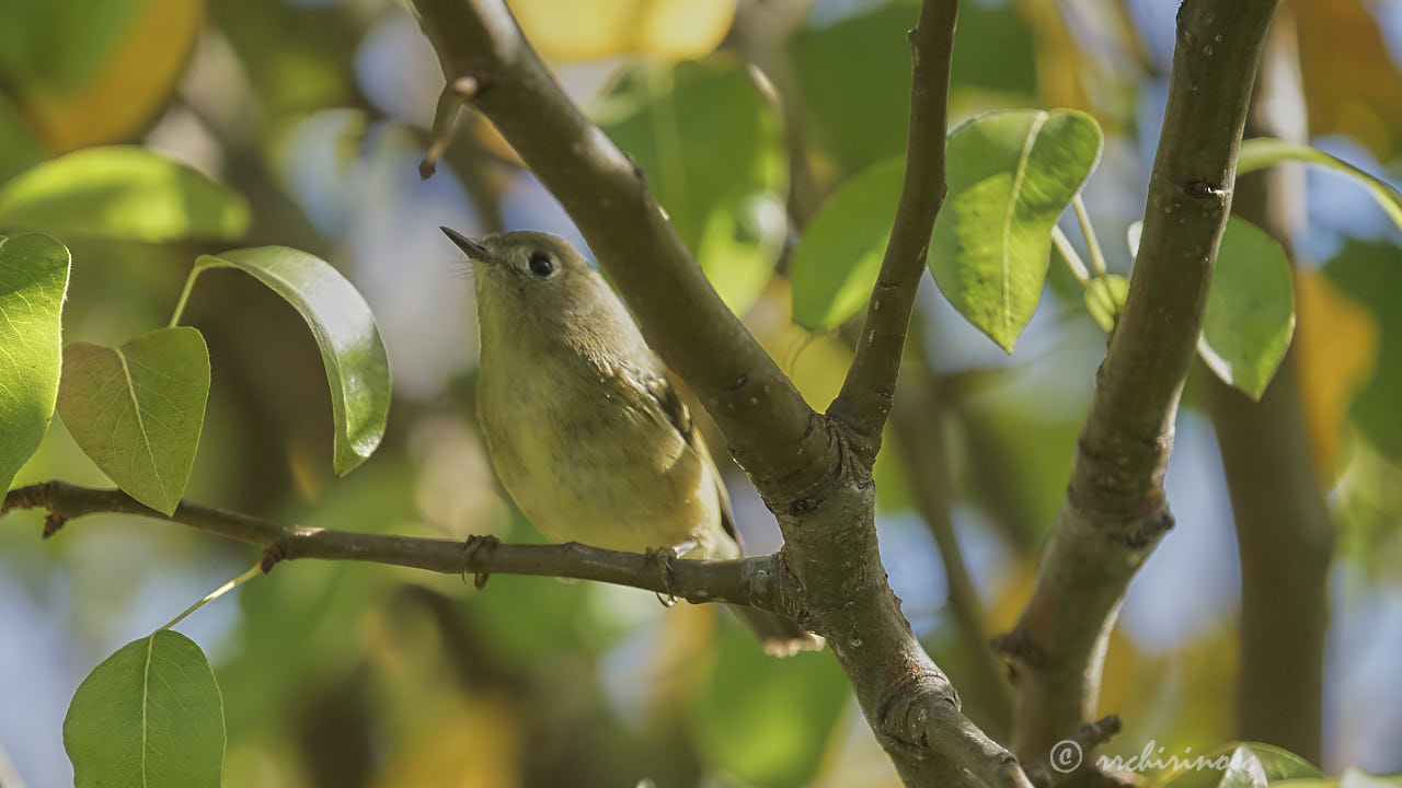 Orange-crowned warbler