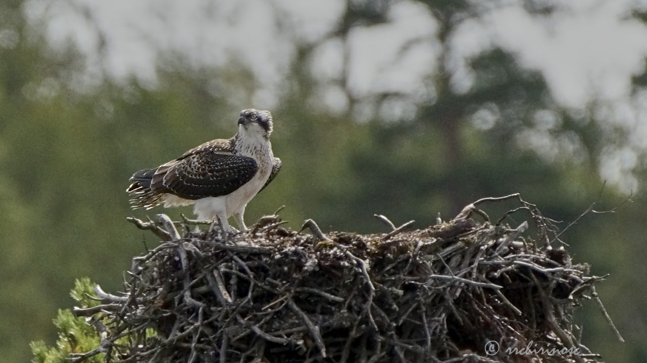 Osprey