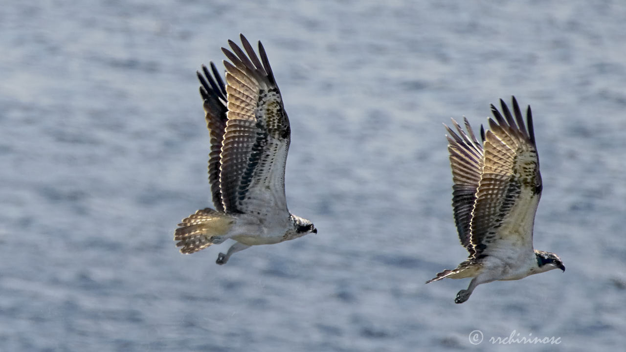 Osprey