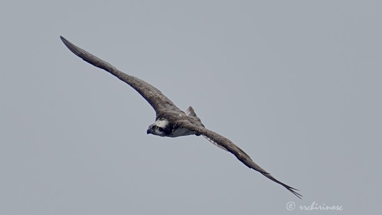 Osprey