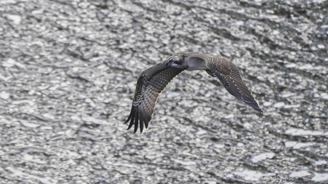 Osprey