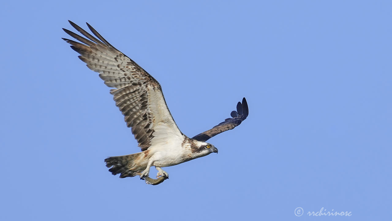 Osprey