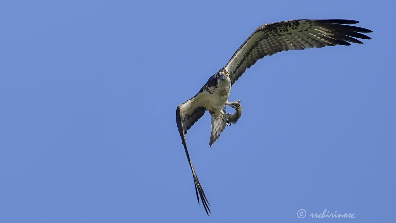 Osprey