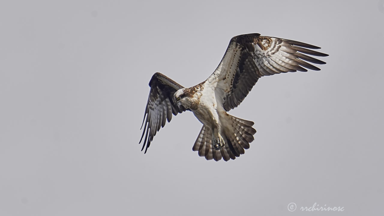 Osprey