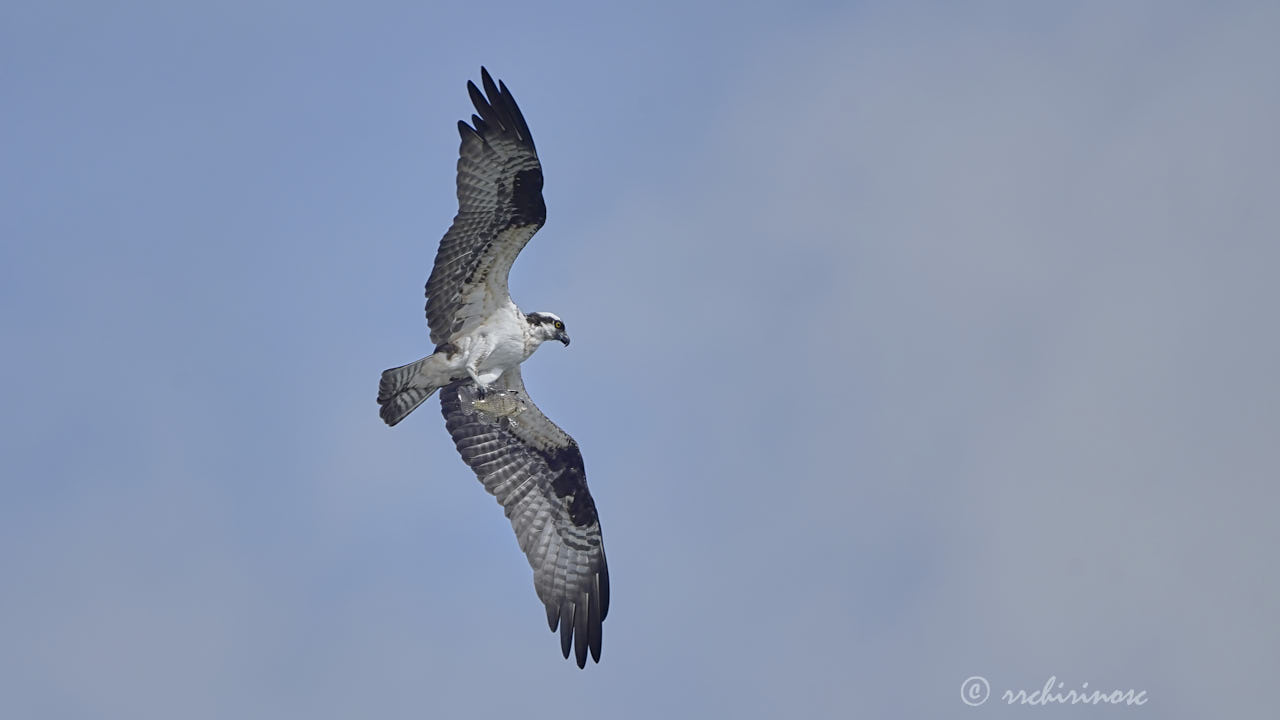 Osprey