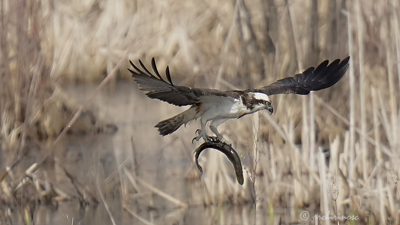 Osprey