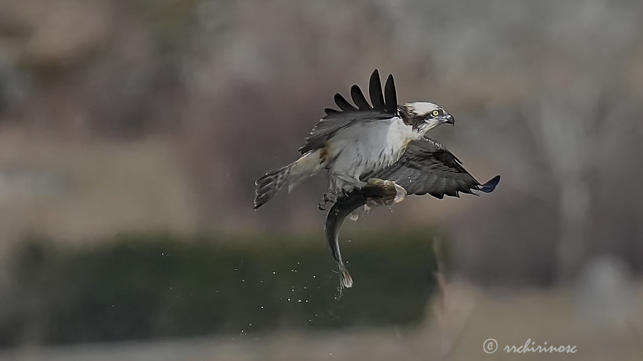 Osprey