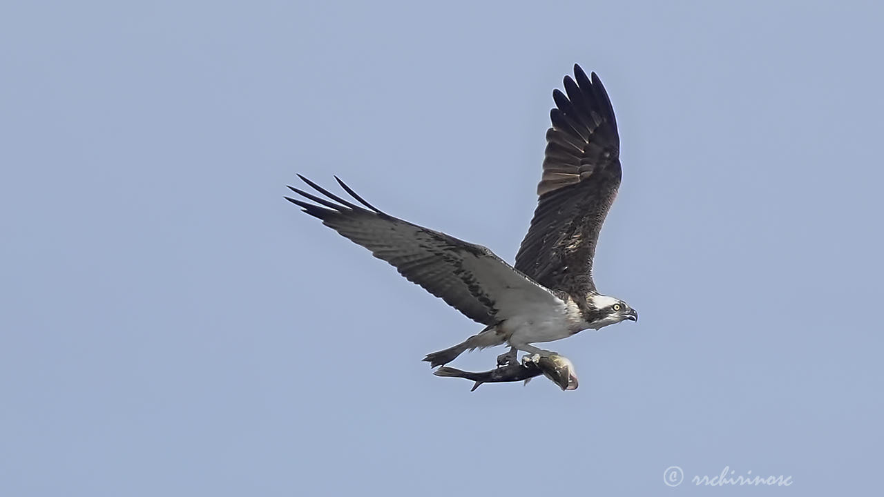 Osprey