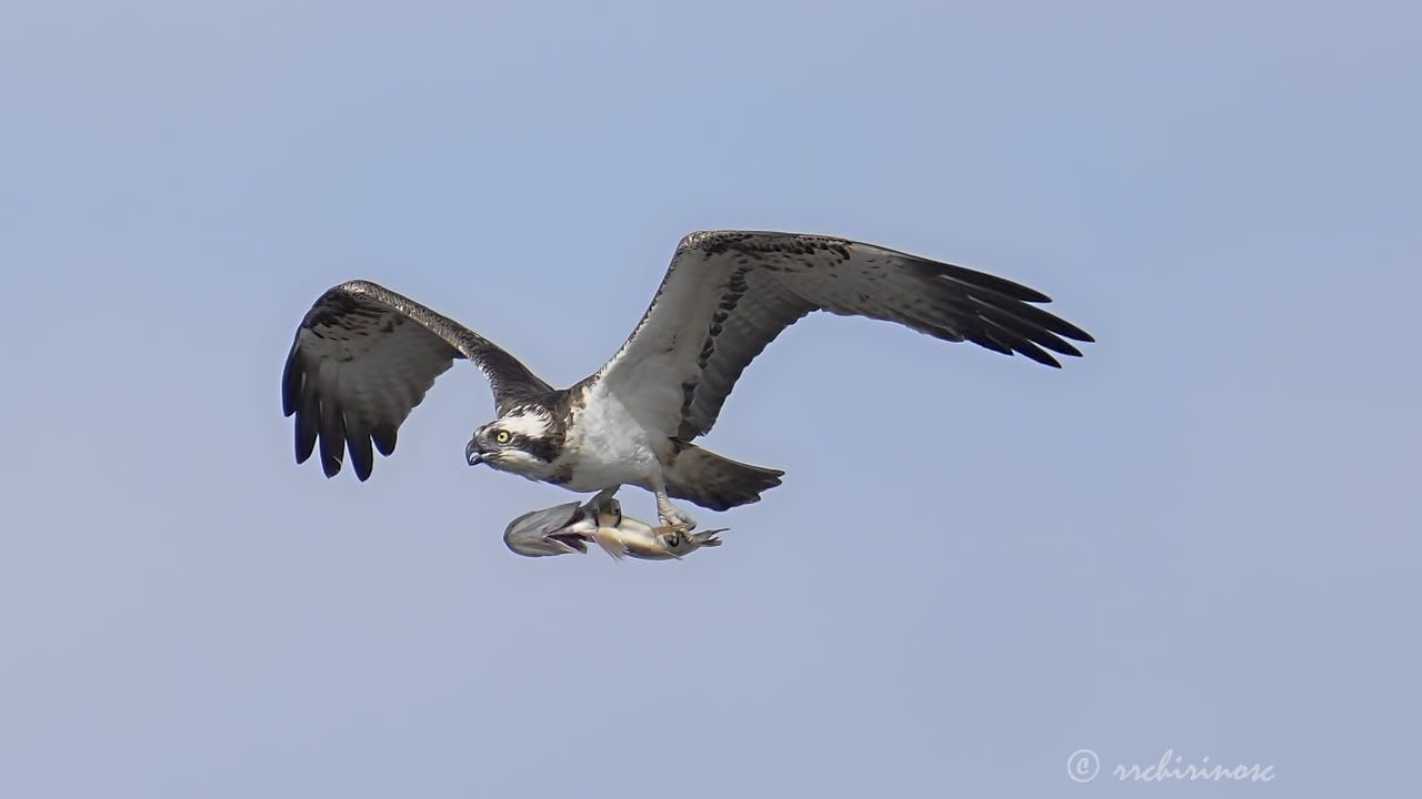 Osprey