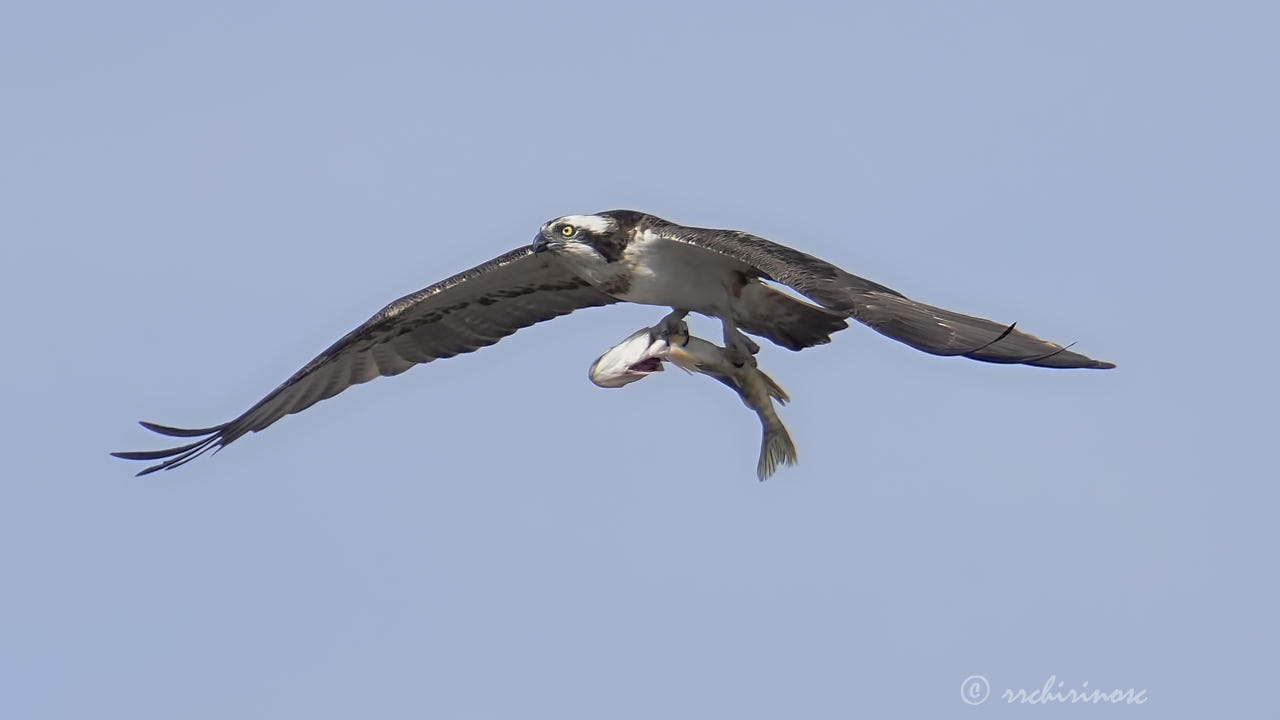 Osprey