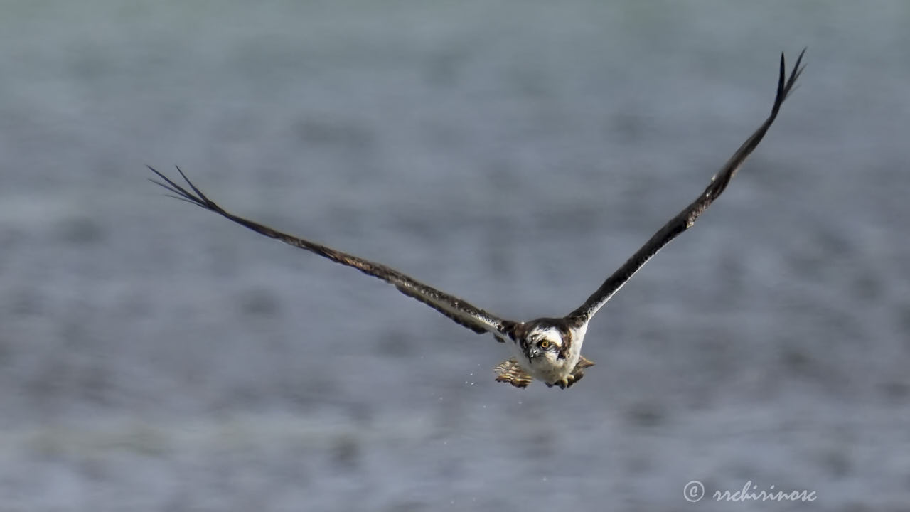 Osprey