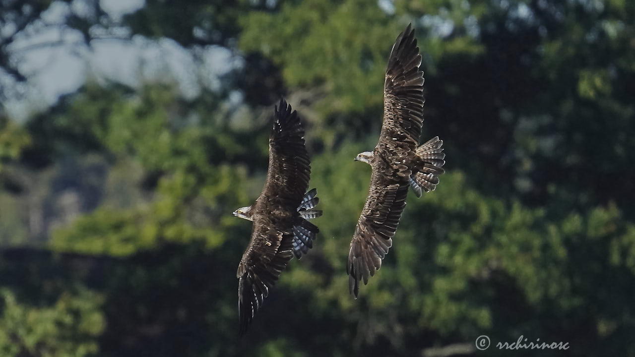 Osprey