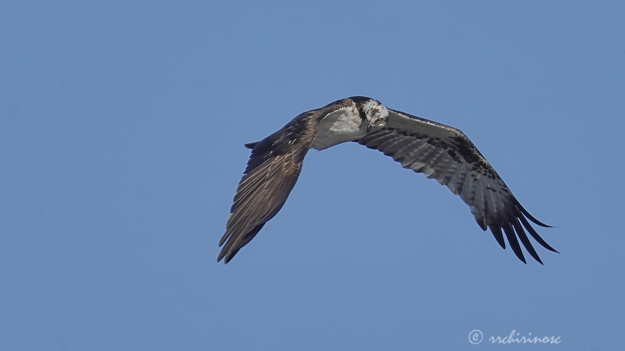 Osprey