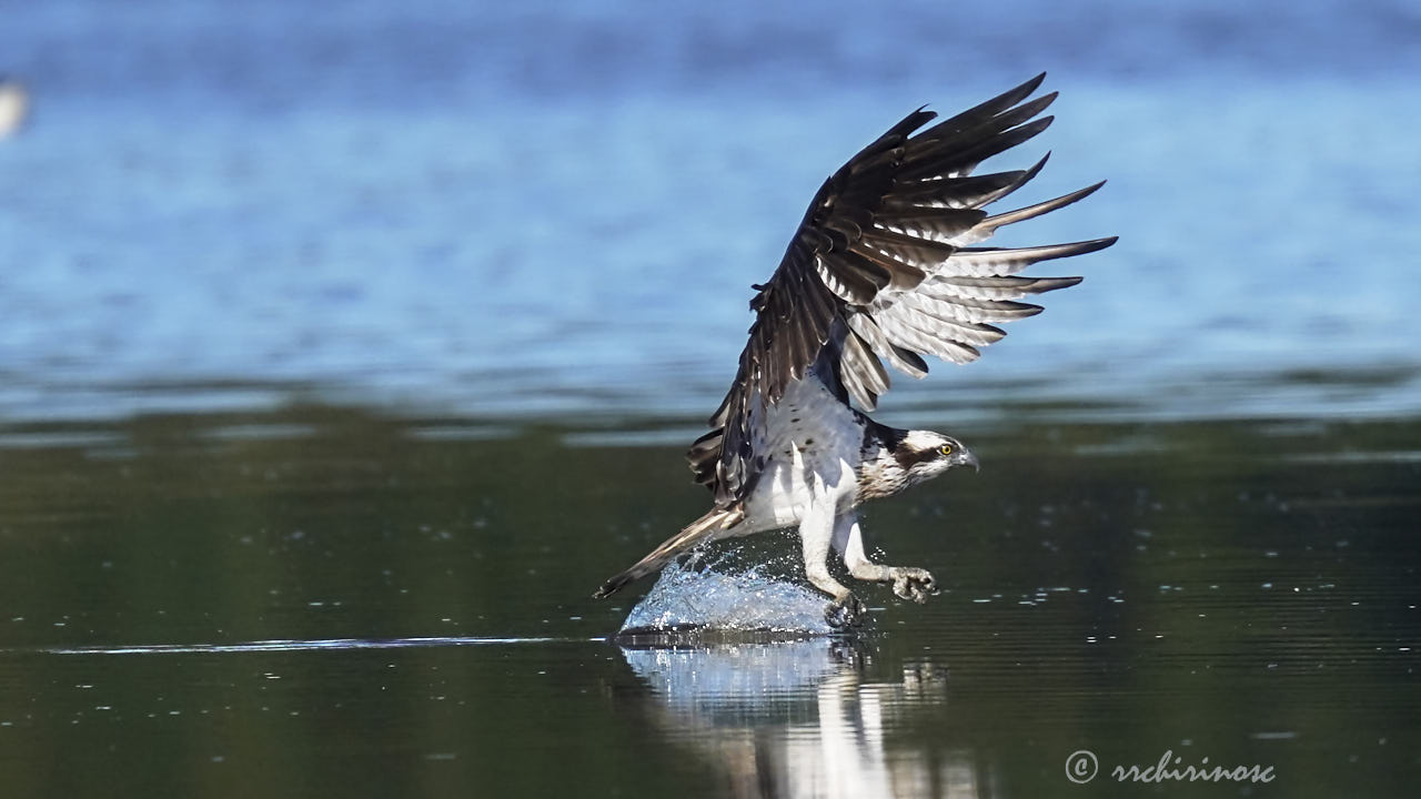 Osprey