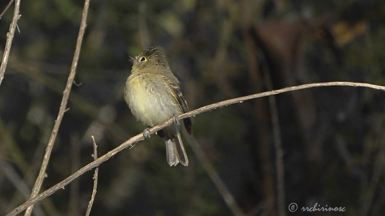 Pacific-slope flycatcher