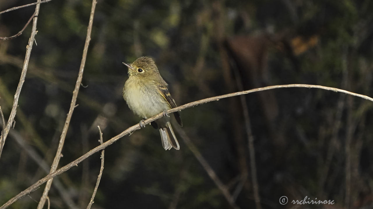 Pacific-slope flycatcher