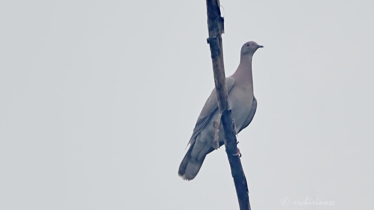 Pale-vented pigeon