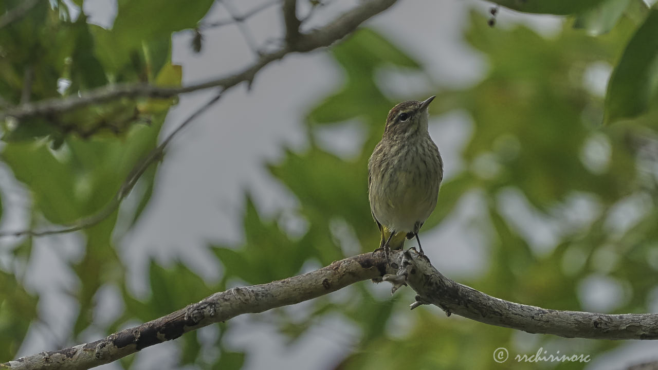 Palm warbler