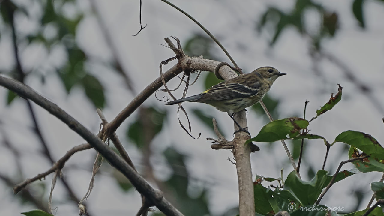 Palm warbler