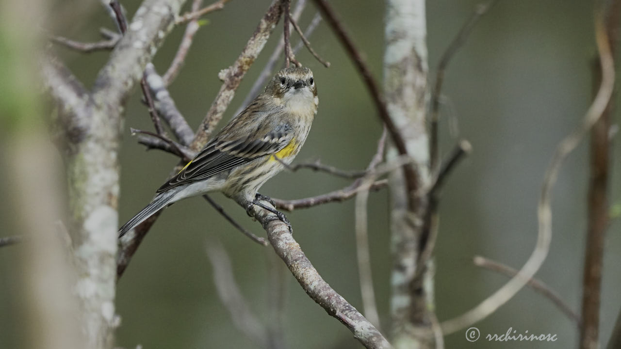 Palm warbler