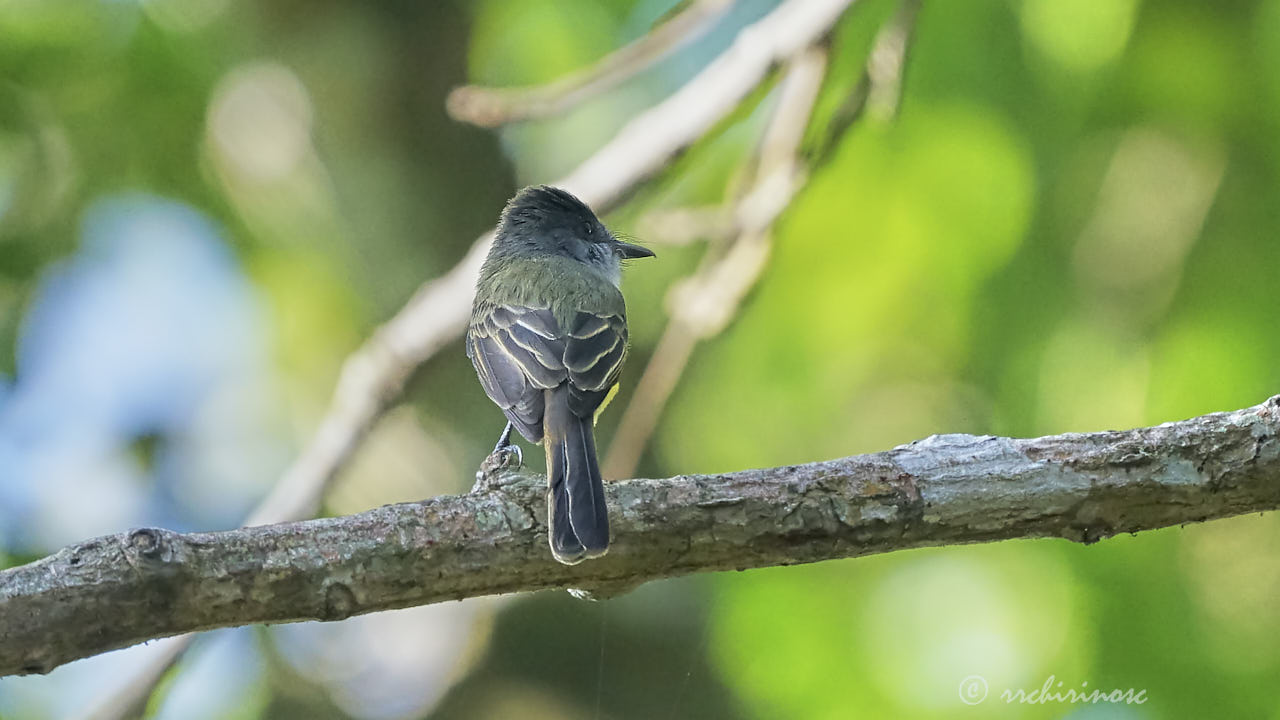 Panamanian flycatcher