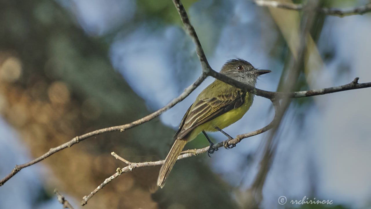 Panamanian flycatcher