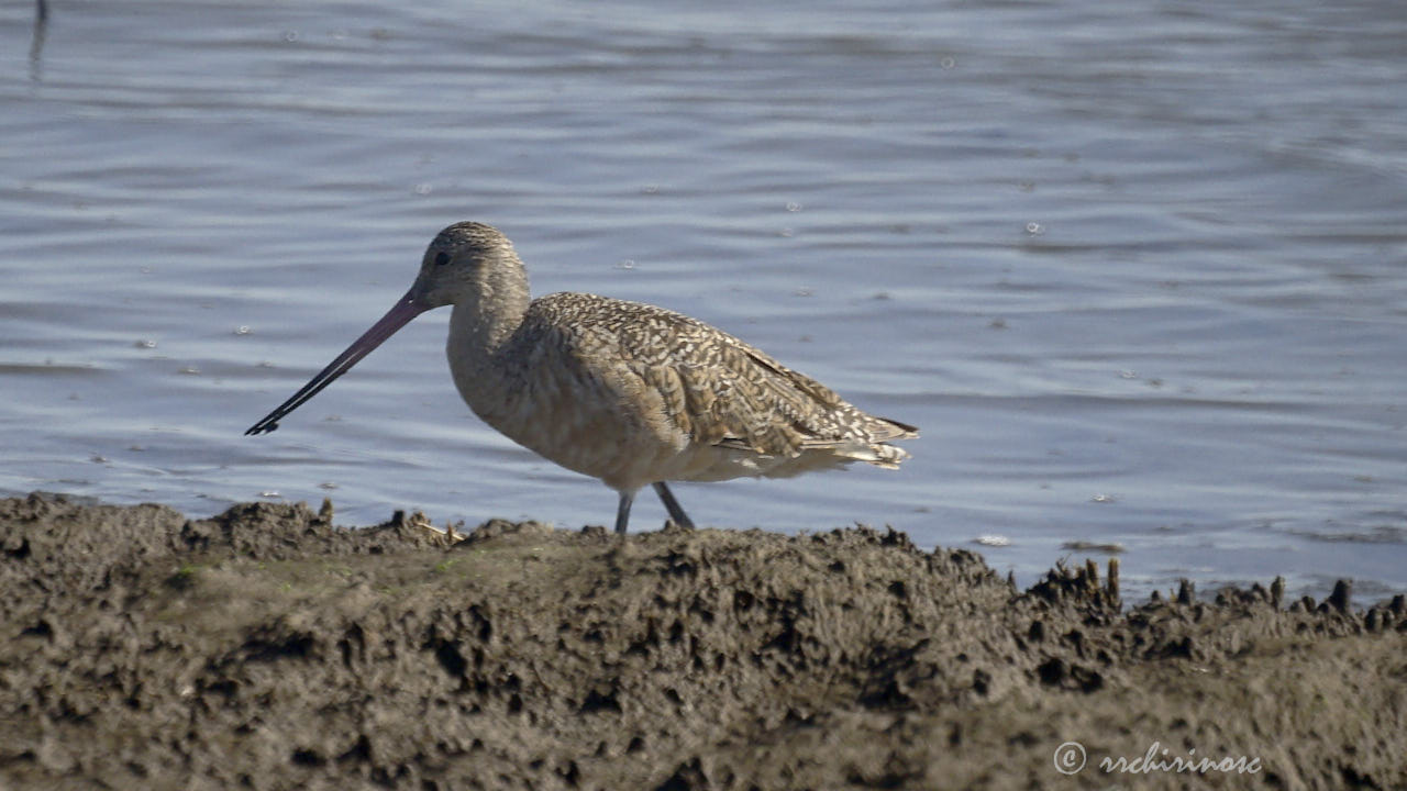 Bar-tailed godwit