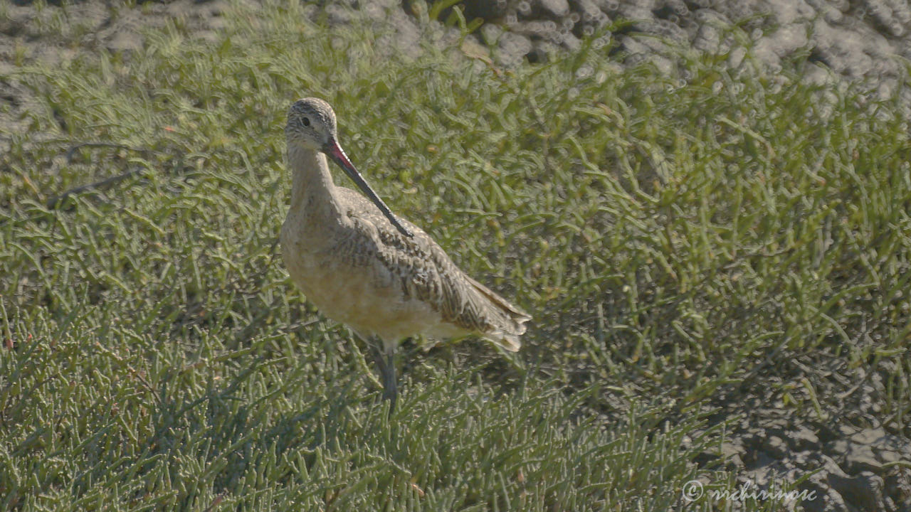 Bar-tailed godwit