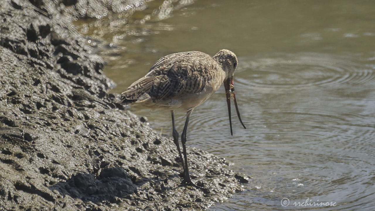 Bar-tailed godwit