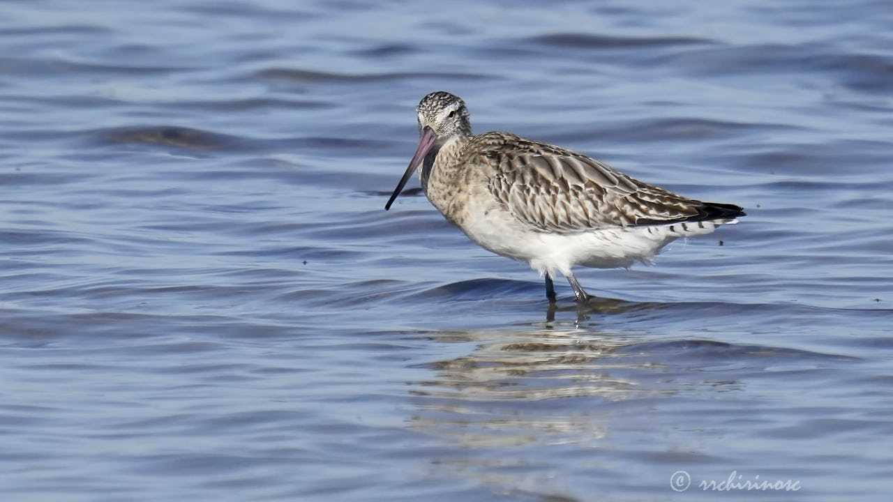 Bar-tailed godwit