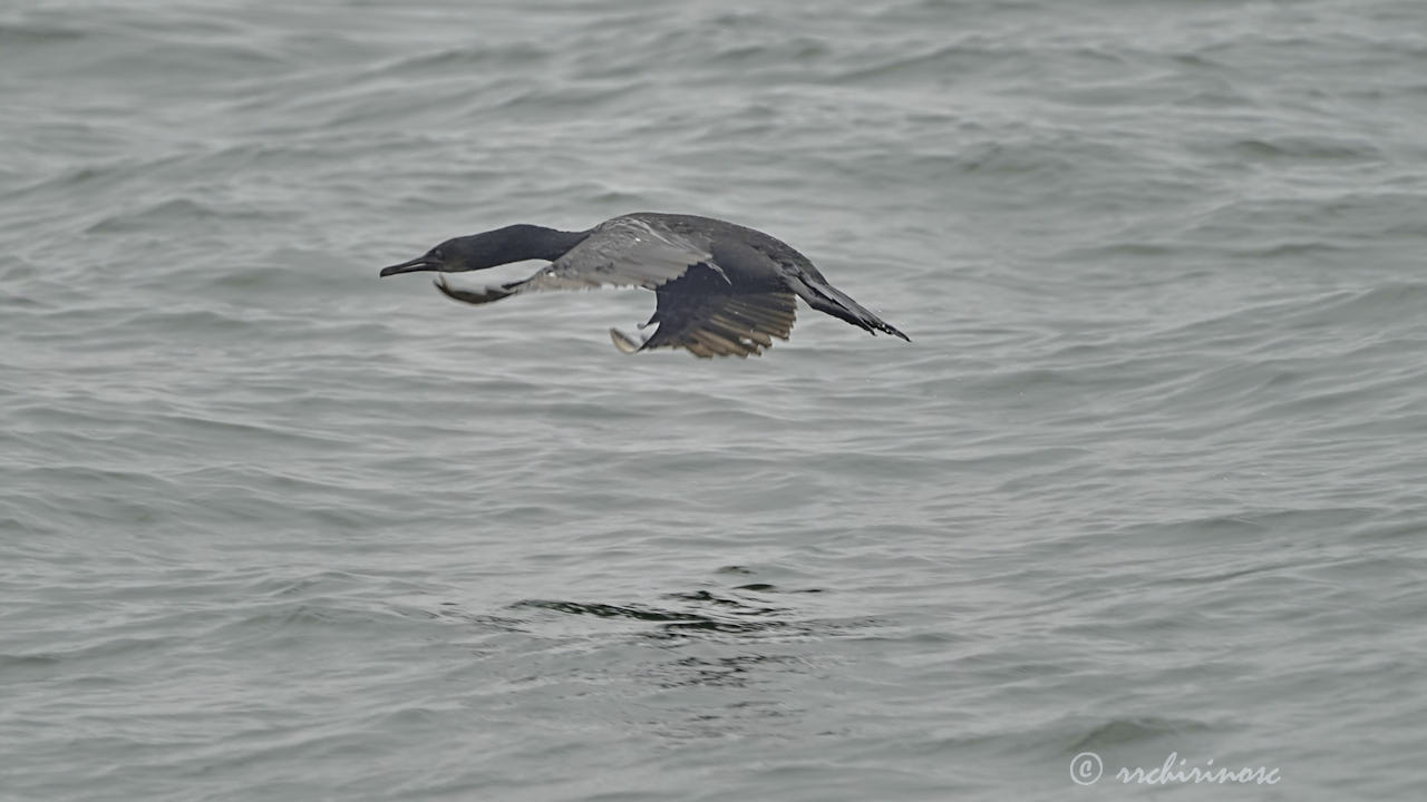 Pelagic cormorant