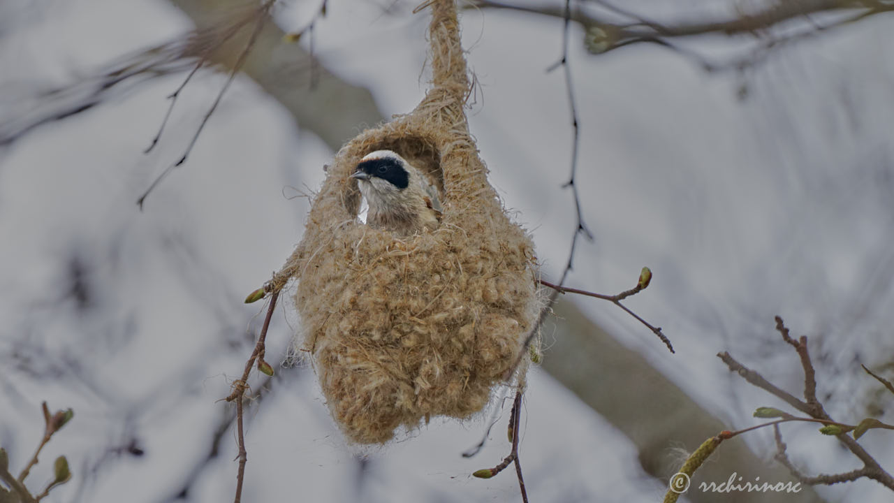 Eurasian penduline tit