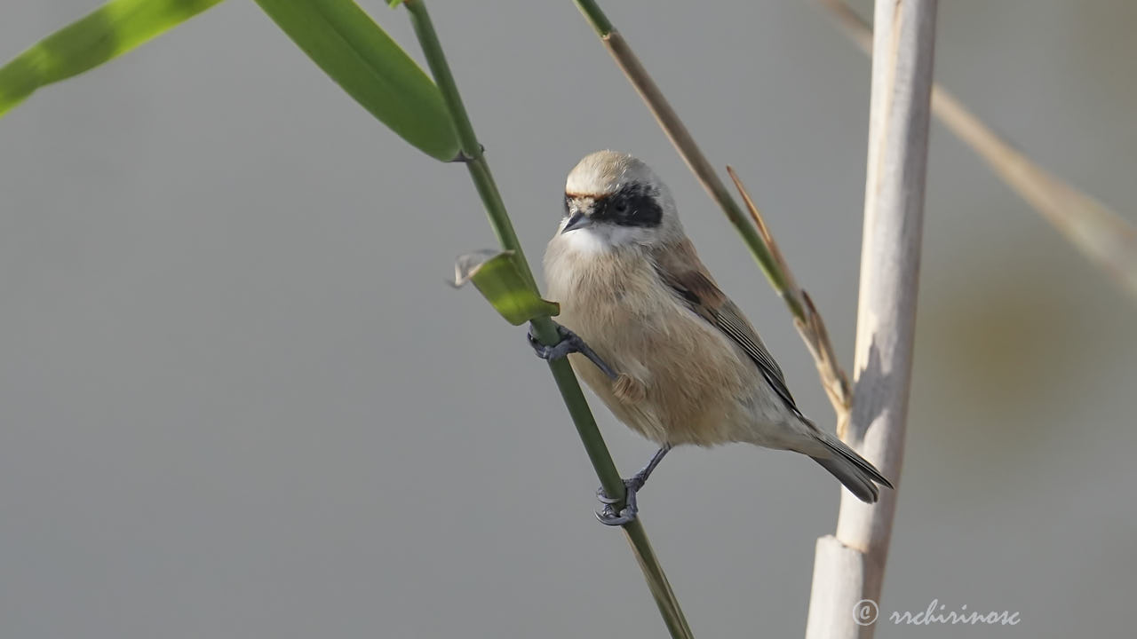 Eurasian penduline tit