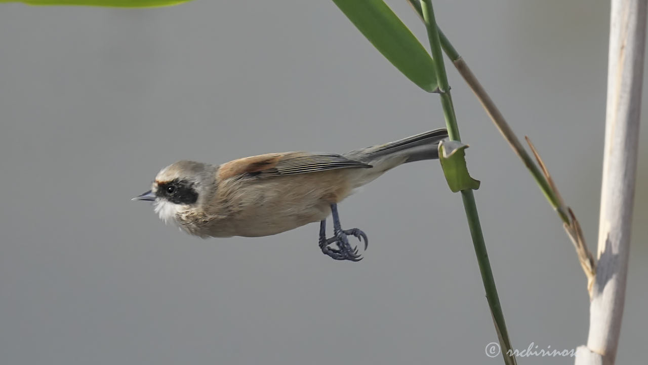 Eurasian penduline tit