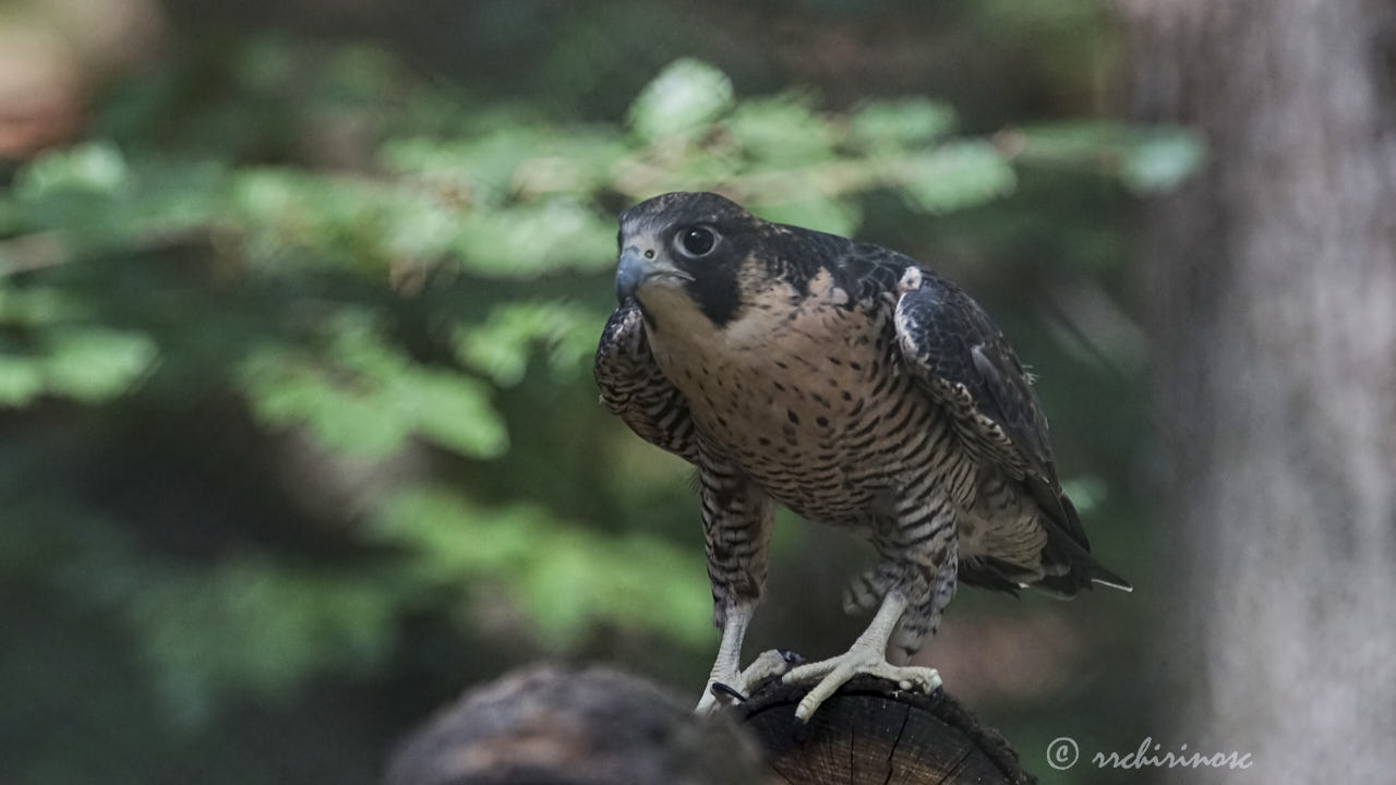 Peregrine falcon