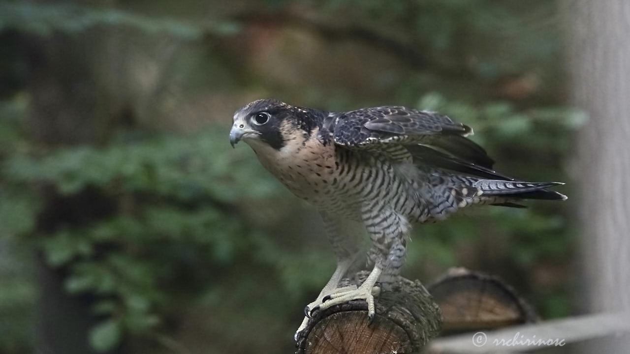 Peregrine falcon